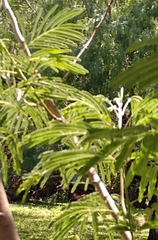 Leucaena pulverulenta