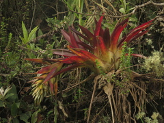 Tillandsia biflora