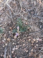 Astragalus nothoxys