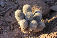 Mammillaria albicans
