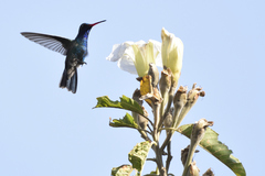 Cynanthus latirostris