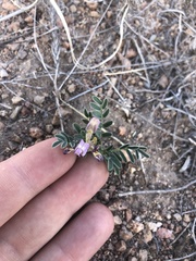 Astragalus nothoxys