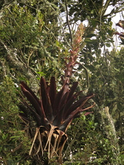 Tillandsia pastensis
