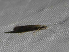 Leptocerus americanus