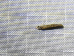 Leptocerus americanus