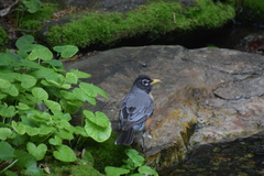 Turdus migratorius