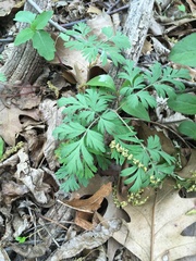 Dicentra cucullaria