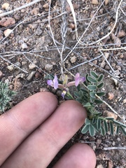 Astragalus nothoxys