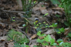 Geothlypis trichas