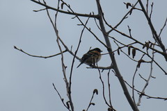 Fringilla montifringilla