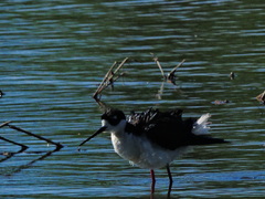 Himantopus mexicanus