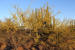 Parkinsonia praecox
