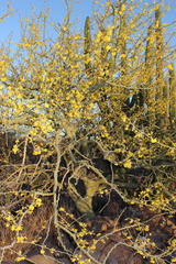 Parkinsonia praecox