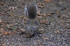 Sciurus carolinensis