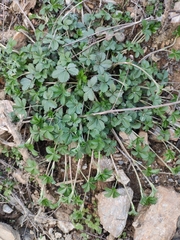 Potentilla kleiniana
