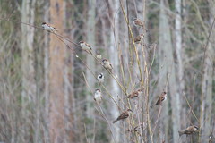 Passer domesticus
