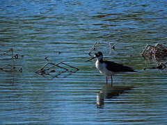 Himantopus mexicanus
