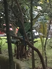Momotus aequatorialis