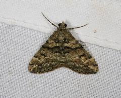 Lipogya leucoprosopa