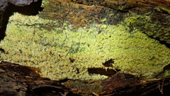 Wrightoporia austrosinensis