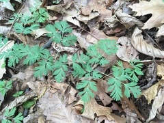 Dicentra cucullaria