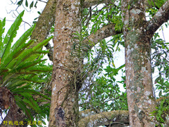 Cleisostoma paniculatum