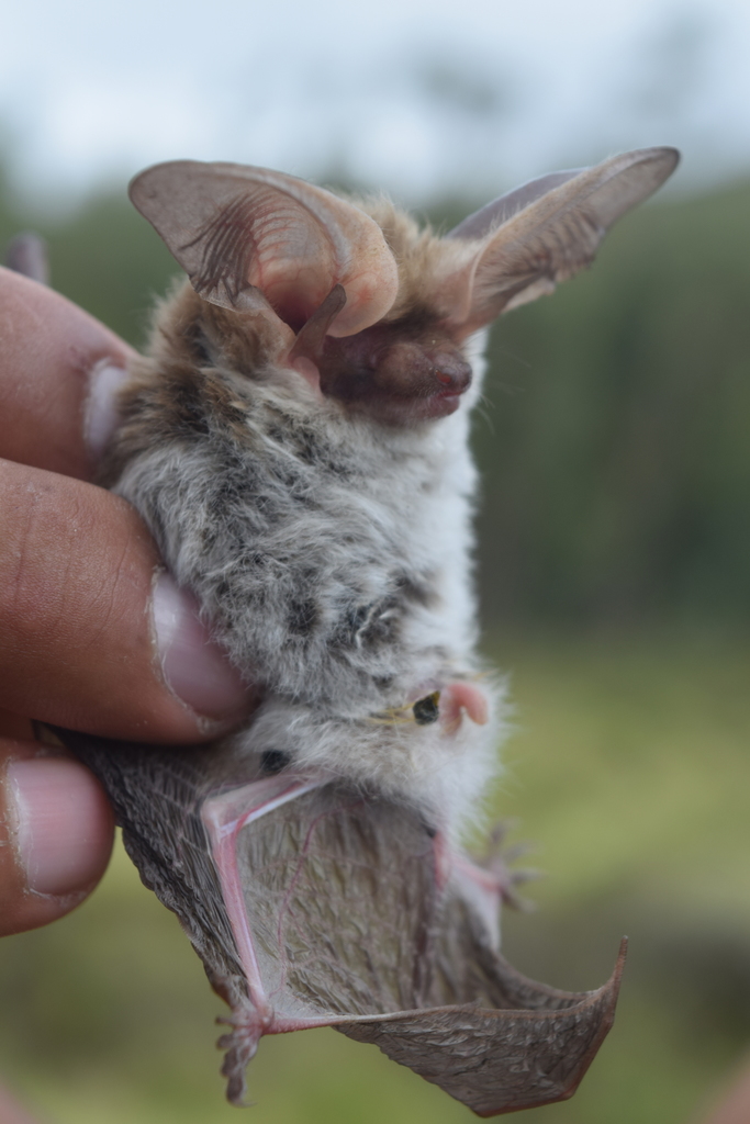 Big-eared Brown Bats