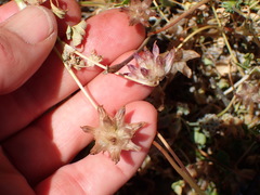 Trifolium fucatum