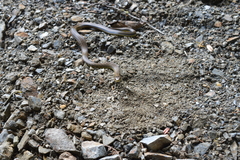 Erythrolamprus epinephalus fraseri