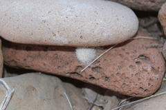 Mammillaria albicans