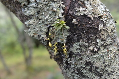 Specklinia