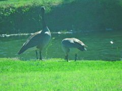 Branta canadensis