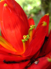 Musa coccinea