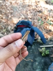 Anolis macrophallus