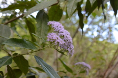 Ageratina dendroides