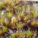 Polytrichum piliferum - Photo (c) Luca Hickey, μερικά δικαιώματα διατηρούνται (CC BY-NC), uploaded by Luca Hickey