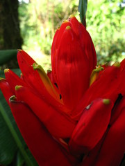 Musa coccinea