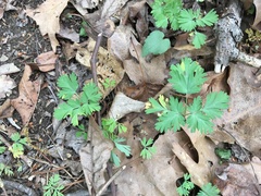 Dicentra cucullaria