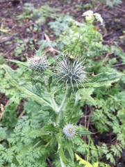Cirsium occidentale