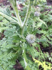 Cirsium occidentale