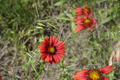Gaillardia amblyodon