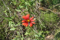 Gaillardia amblyodon