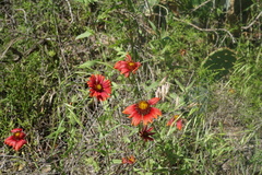 Gaillardia amblyodon