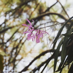 Encyclia adenocaula
