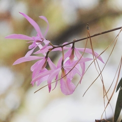 Encyclia adenocaula