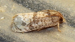 Ecdytolopha mana