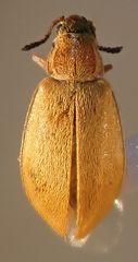 Vectura longiceps