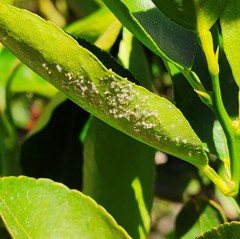 Aleurothrixus floccosus