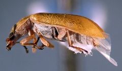 Vectura longiceps