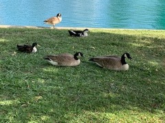 Branta canadensis